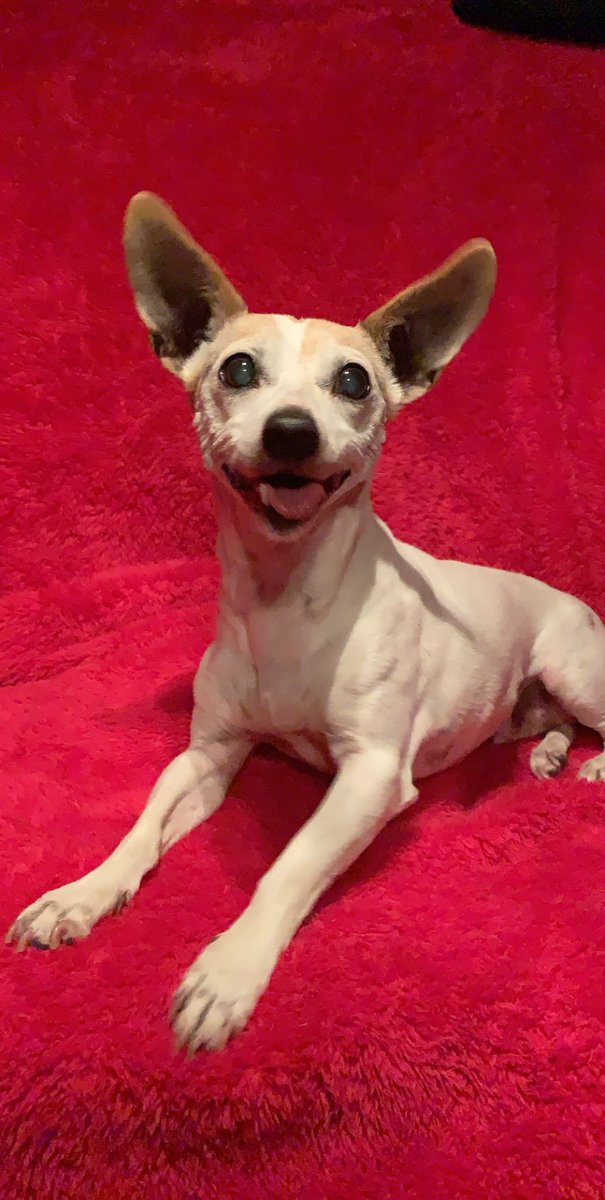 Angus, Snowy🌈 Emily🌈 tweet media