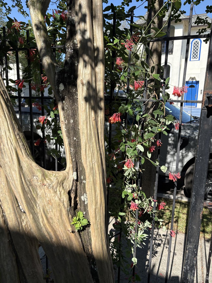 NolaBubble's tweet photo. Jasmine and red honeysuckle from my great-great aunt's garden... the freeze did not win. #nolasnow https://t.co/kPIoweNHy5