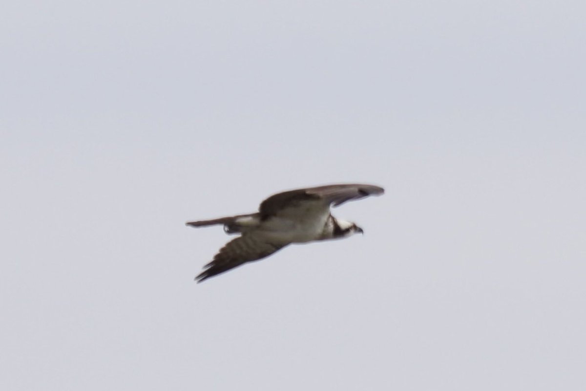 AlJDugan's tweet photo. We were parked some distance from the lighthouse in Port Rowan and got these shots. I only had a 200mm lens with me. Oh well. On the lighthouse you can see the Osprey, its nest, an anemometer and an antenna. #PortRowan #Osprey #Raptor https://t.co/7Zdl5cZqU7