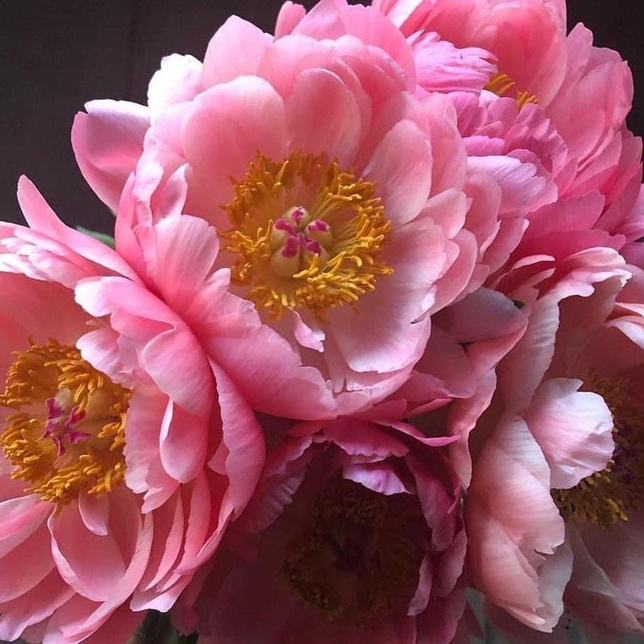 tinykarin's tweet photo. Peony love 💕 
#flowers #garden https://t.co/7LeQzYCTok