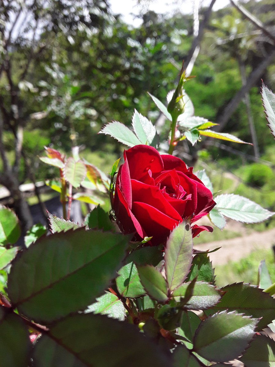 .....Mini rose.

My 📸