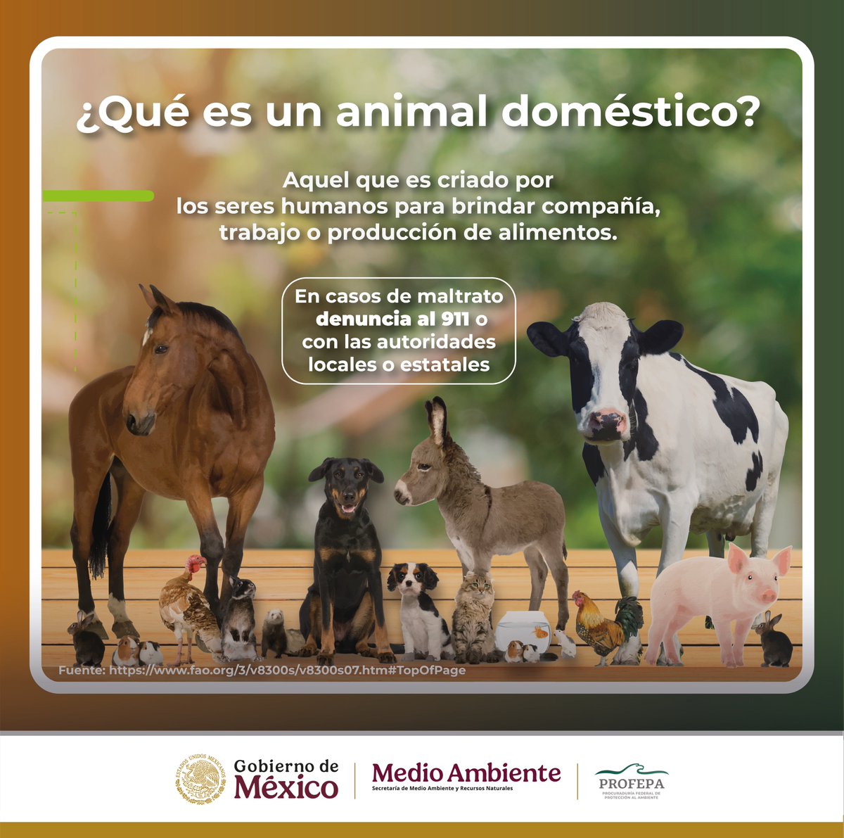 PROFEPA_Mx's tweet photo. 🟩 Siempre es buen momento para recordar cuáles son las atribuciones de la #Profepa en distintas materias.

Por ejemplo, en lo que se refiere al cuidado y protección de animales, nuestras atribuciones están claramente establecidas en la Ley General de Vida Silvestre.
✅ 🐍🦎🐳🐋🐅🐊🦔🦡🦩🦇🦅🐘🐬
Nos corresponde vigilar el bienestar de la fauna silvestre y de los organismos que subsisten sujetos a los procesos de evolución natural y que se desarrollan en su hábitat. Esta definición incluyen poblaciones menores y ejemplares de vida silvestre que se encuentran bajo el control de los seres humanos (ejemplares en zoológicos y delfinarios) y excluye a animales de compañía (por ejemplo, gatos y perros) y de granja (por ejemplo, caballos, ganado, burros, gallinas).
❌ 🐷🐮🐭🐤🦮🐎🐴🐈
Garantizar la protección y el bienestar de este tipo de animales son competencia de las áreas de medio ambiente de los gobiernos locales y estatales.

👉 https://t.co/VT1BDfb7ac