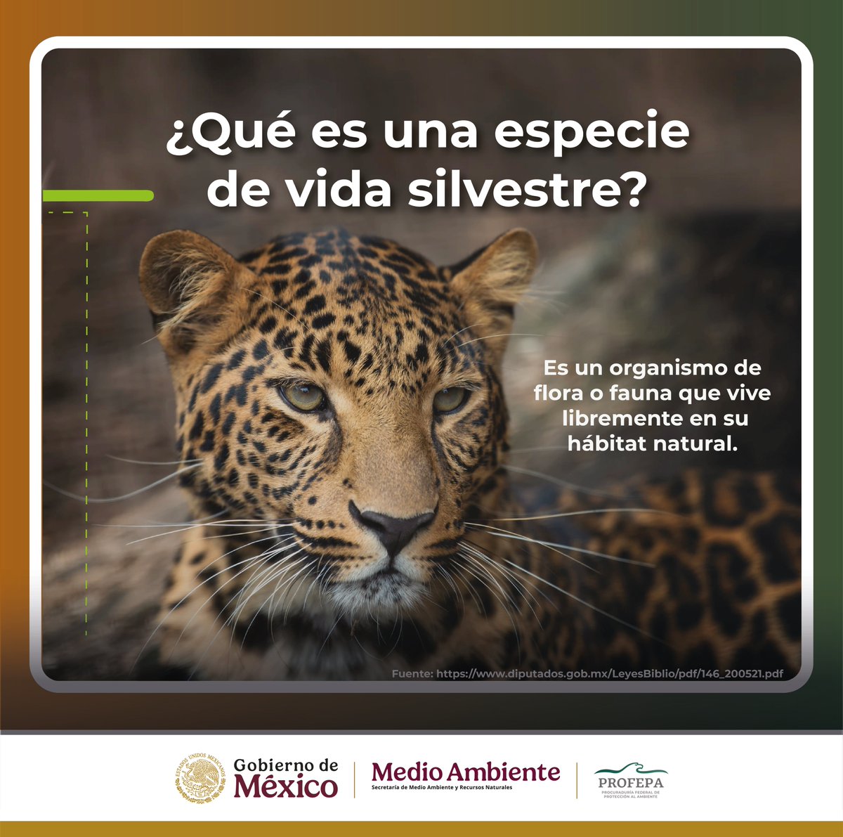 PROFEPA_Mx's tweet photo. 🟩 Siempre es buen momento para recordar cuáles son las atribuciones de la #Profepa en distintas materias.

Por ejemplo, en lo que se refiere al cuidado y protección de animales, nuestras atribuciones están claramente establecidas en la Ley General de Vida Silvestre.
✅ 🐍🦎🐳🐋🐅🐊🦔🦡🦩🦇🦅🐘🐬
Nos corresponde vigilar el bienestar de la fauna silvestre y de los organismos que subsisten sujetos a los procesos de evolución natural y que se desarrollan en su hábitat. Esta definición incluyen poblaciones menores y ejemplares de vida silvestre que se encuentran bajo el control de los seres humanos (ejemplares en zoológicos y delfinarios) y excluye a animales de compañía (por ejemplo, gatos y perros) y de granja (por ejemplo, caballos, ganado, burros, gallinas).
❌ 🐷🐮🐭🐤🦮🐎🐴🐈
Garantizar la protección y el bienestar de este tipo de animales son competencia de las áreas de medio ambiente de los gobiernos locales y estatales.

👉 https://t.co/VT1BDfb7ac