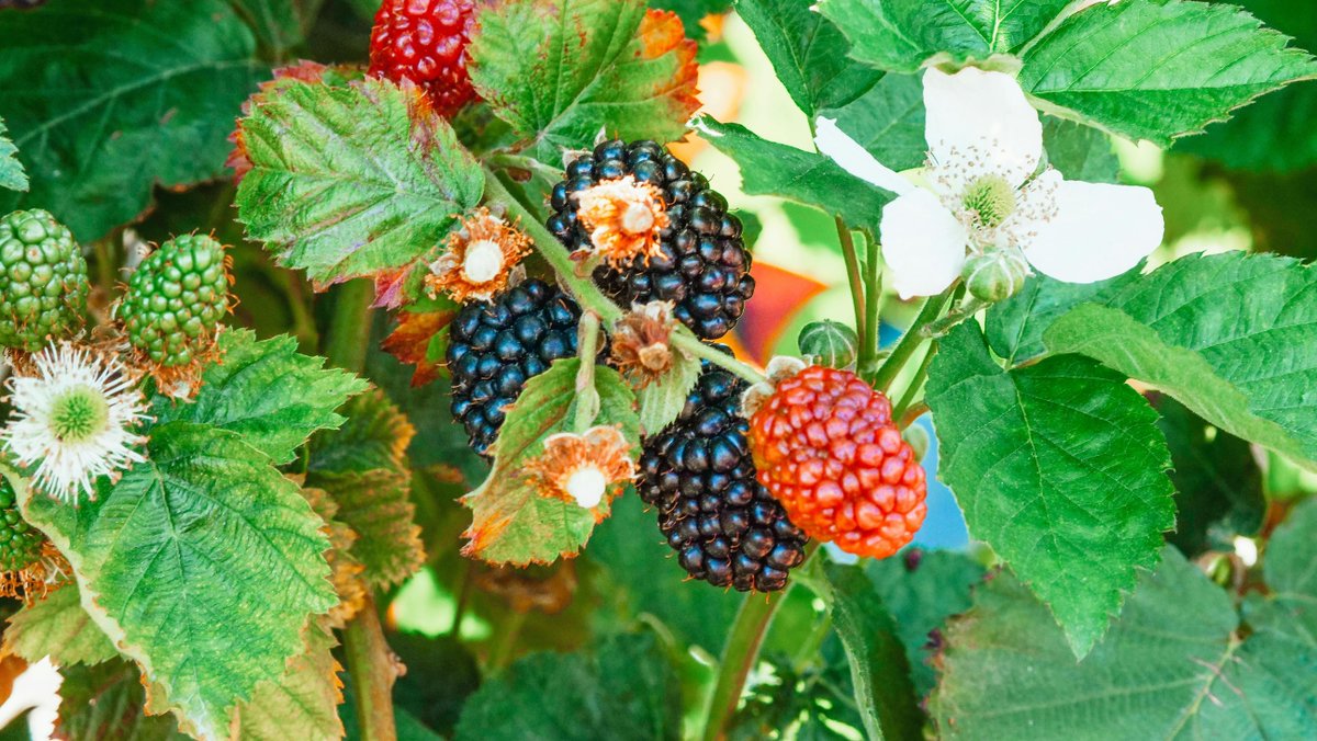 survivorgearunl's tweet image. 💬 Ever foraged wild berries in the forest? 🍓 Blackberries, raspberries &amp;amp; blueberries = energy &amp;amp; nutrients!

✅ But be 100% sure—many berries have toxic look-alikes.

Prep smart 👉 survivorgearunlimited.com #WildernessSurvival #NaturalSnacks #StayPrepared