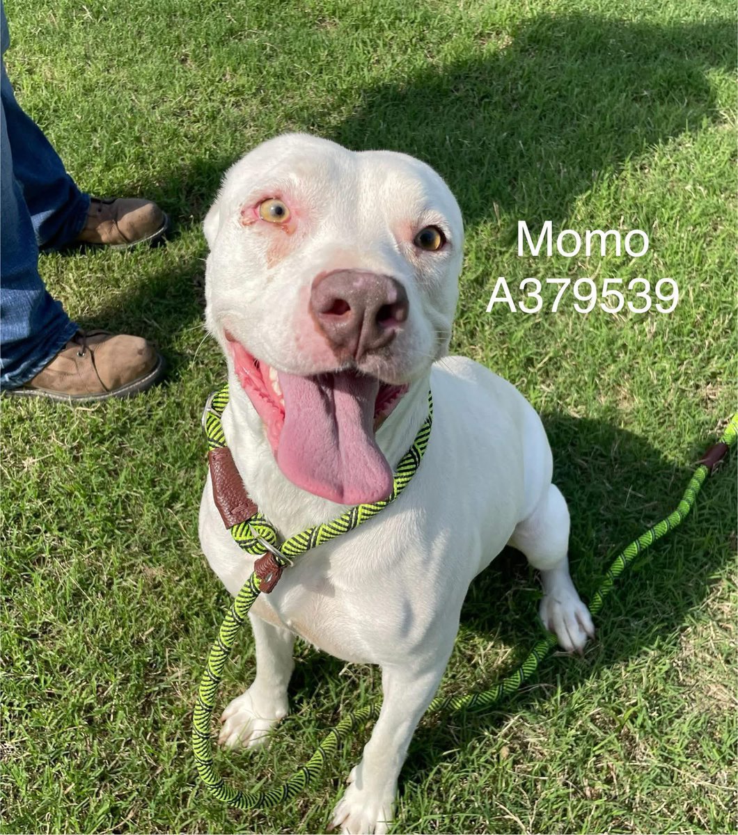 Precious MOMO #A379539 2yo,survived getting stuck in canal,pepper sprayed &amp; cut with fish hook!
Yet,she still has the happiest,hopeful personality,
she is absolutely Radiant☀️ 
She is resilient,loving &amp; full of life 
#ADOPT #FOSTER OR #PLEDGE TO ATTRACT A RESCUE🛟 #CorpusChristi