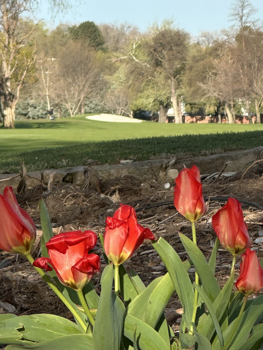 brijon5555's tweet image. Greens were great and The Crest is looking fantastic for our Par 3 event in early April @mattgourlaycgcs