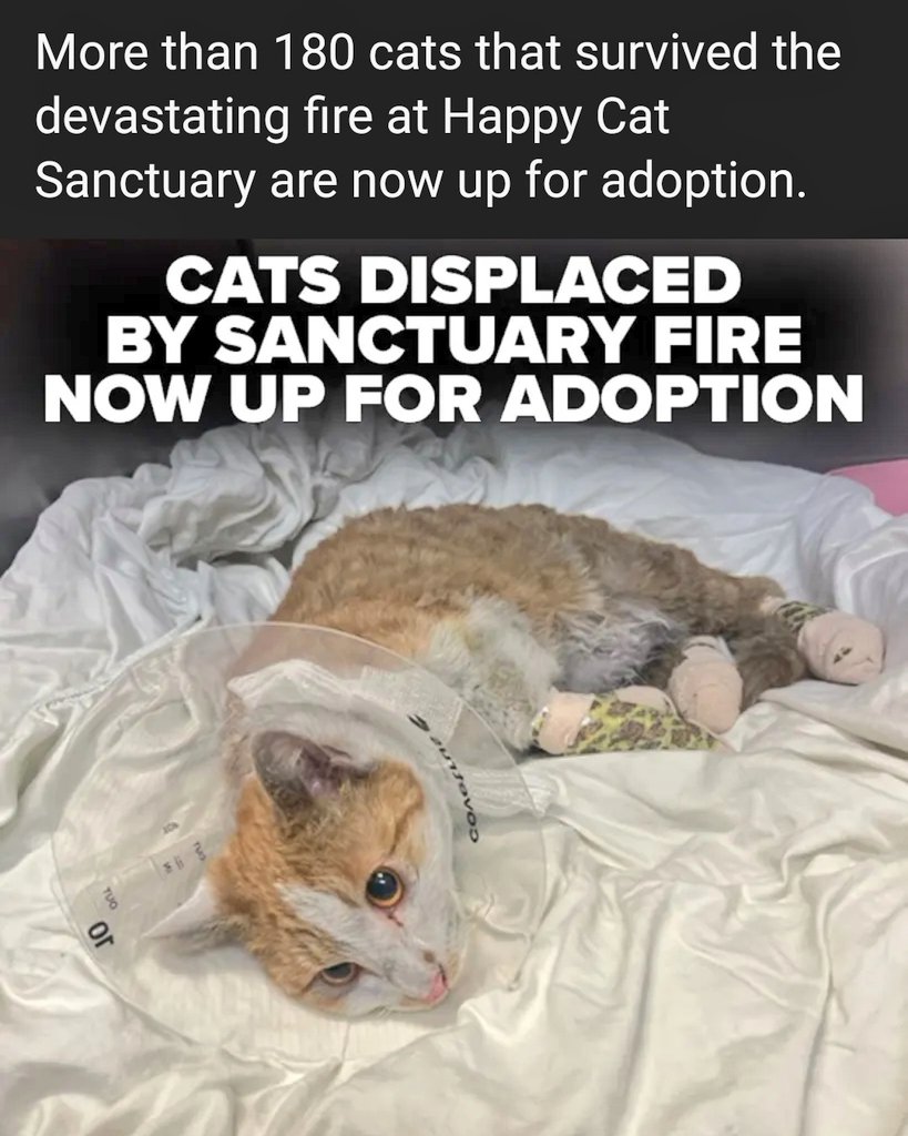 🙏📢🗽🇺🇲😿 <a href="/ABC7NY/">Eyewitness News</a> 
Happy Cat Sanctuary fire survivors are up for adoption 🐈