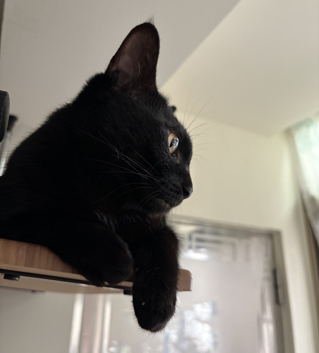 一團黑黑貓 🐈‍⬛