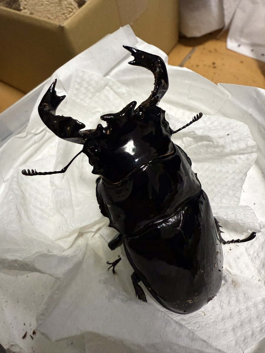 【カモノハシ太郎】 Momotaro 0906V 15.7 oz Zimbabwe Cotton Classic Straight