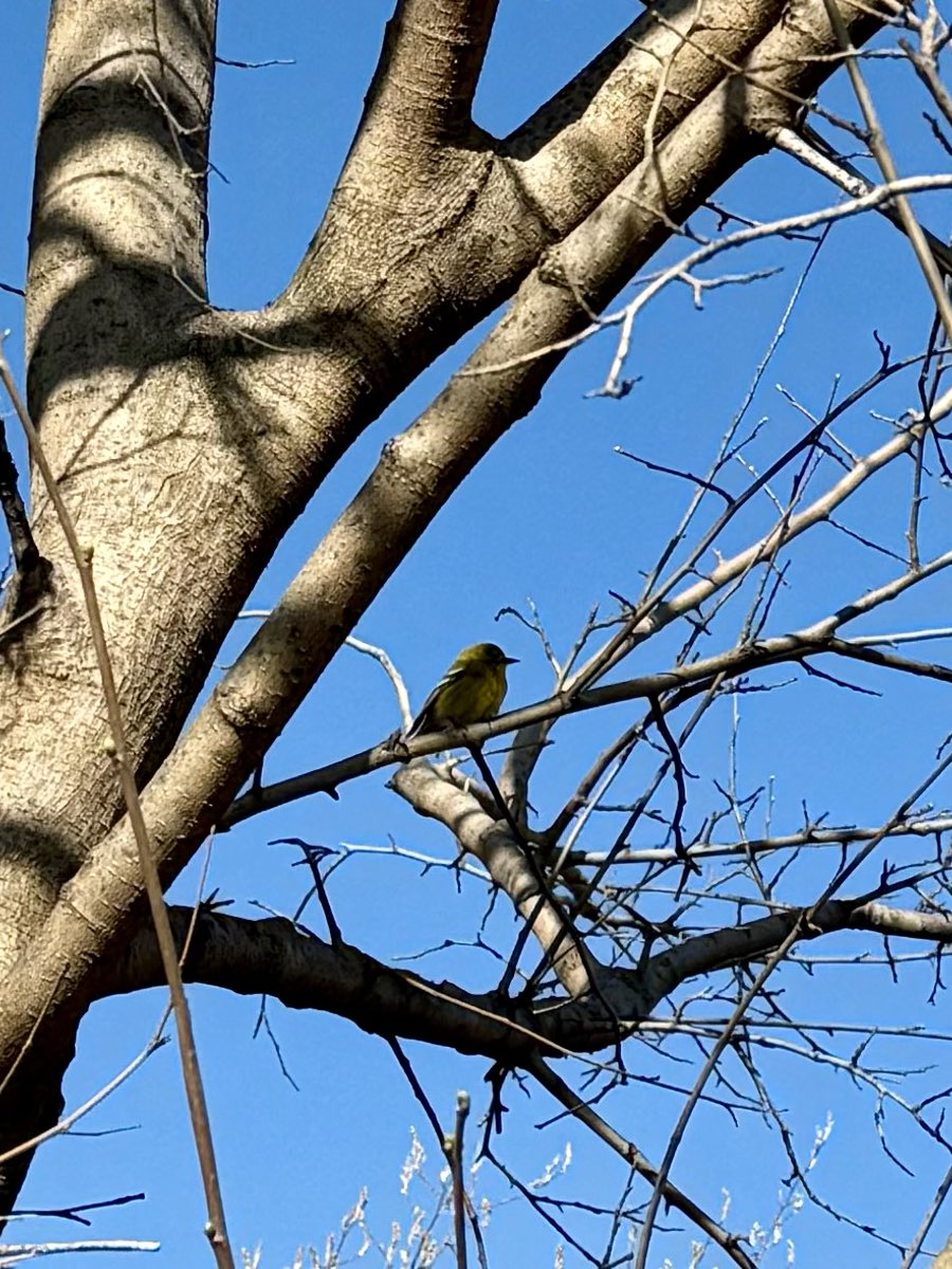 Beautiful goldfinch on a clear but cold day by the Reservoir 🌸 <a href="/BirdCentralPark/">Manhattan Bird Alert</a> <a href="/CentralParkNYC/">Central Park</a>