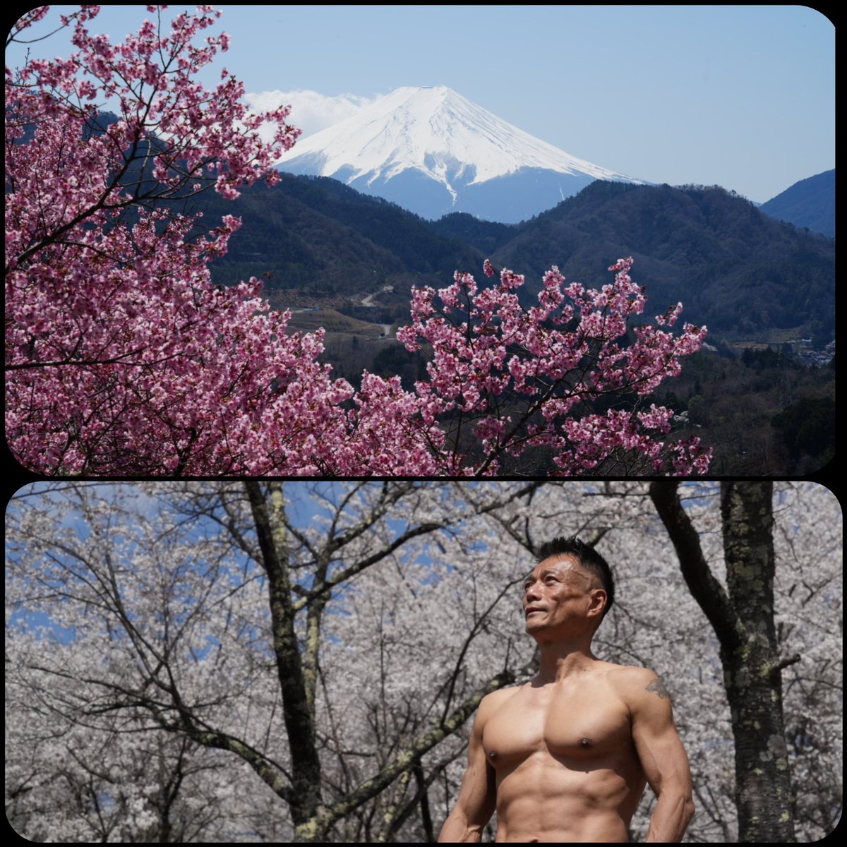 春だー🗻🌸🌸🌸