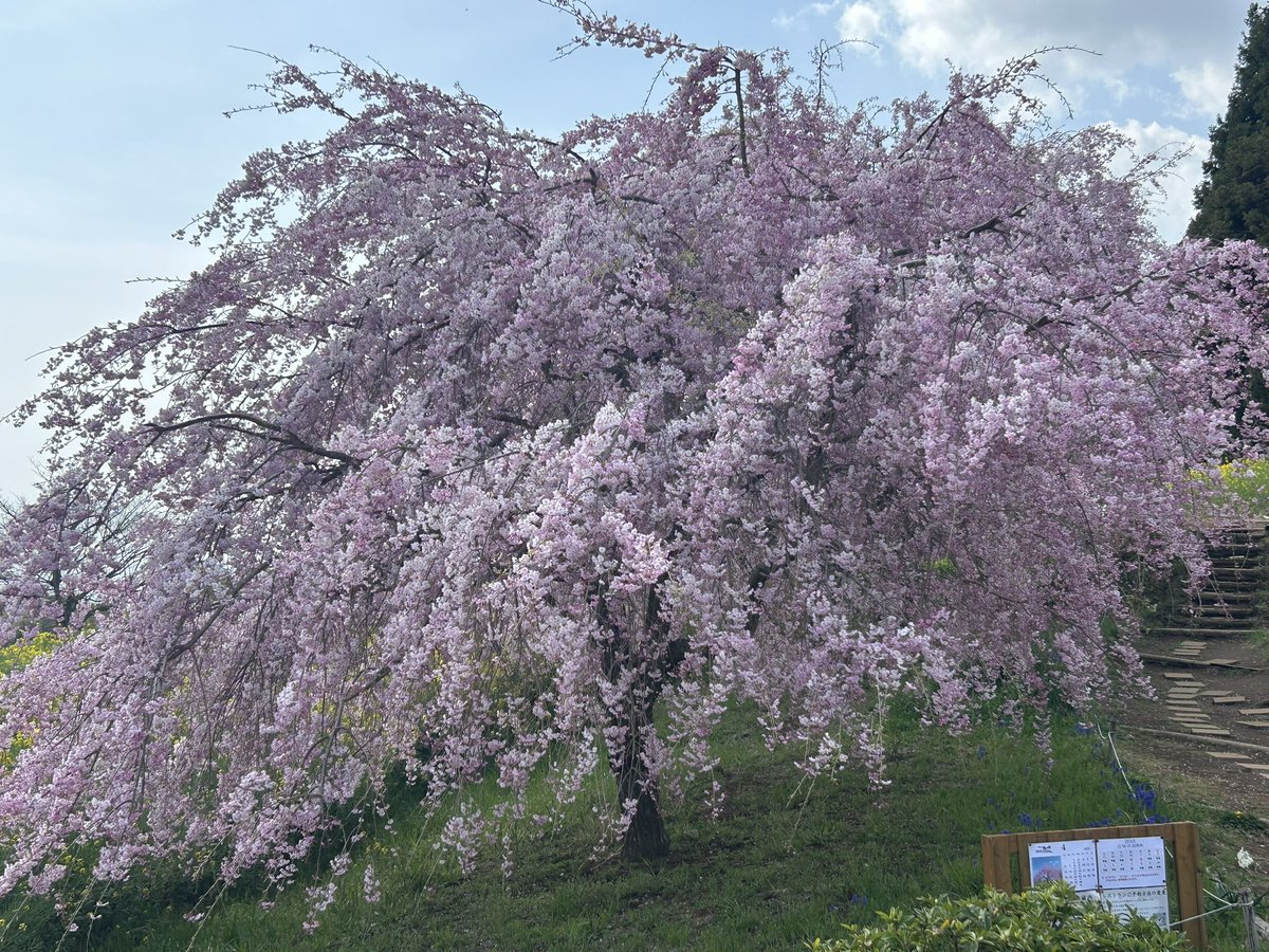 ichiyajyo's tweet photo. おはようございます。
満開の枝垂れ桜がとても綺麗です！
そして、今年も湘南ゴールドタルト美味しく登場してます^ ^！
本日も一夜城ヨロイヅカファームは10時開店です。
＃一夜城ヨロイヅカファーム　＃石垣山一夜城　＃石垣山城　＃太閤一夜城　＃小田原　＃タルト　＃枝垂れ桜 https://t.co/Gi6SYGljPi
