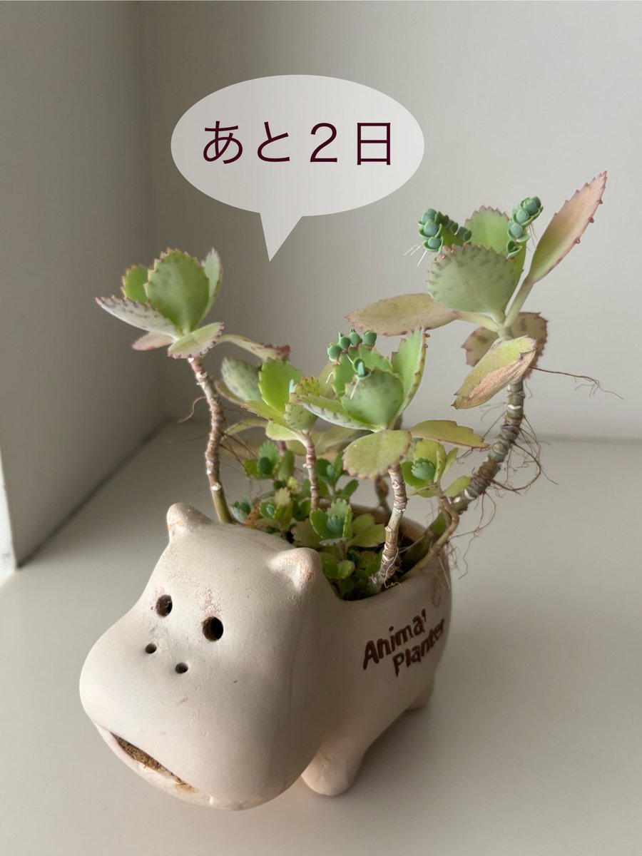 GALLERY HIPPO tweet media