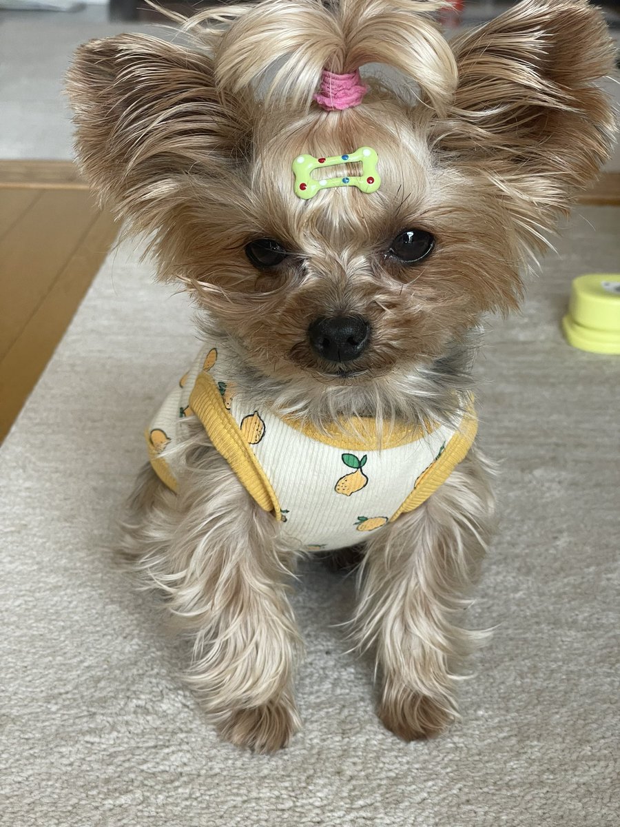 最近気がついた事
ひよこは黄色が似合う🐥🍋🟡