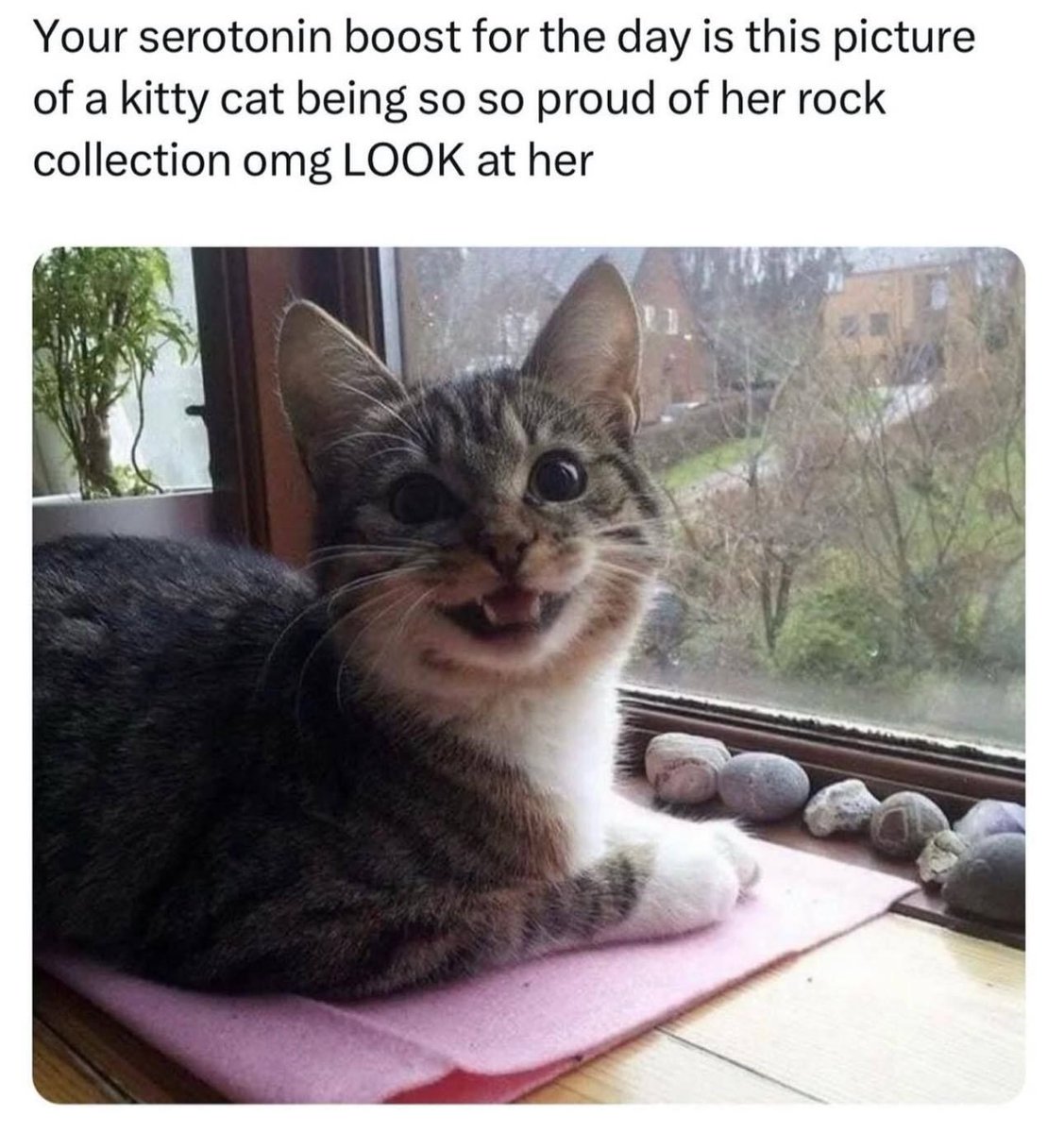 Cats and Kittens (@catsnkittys) on Twitter photo 