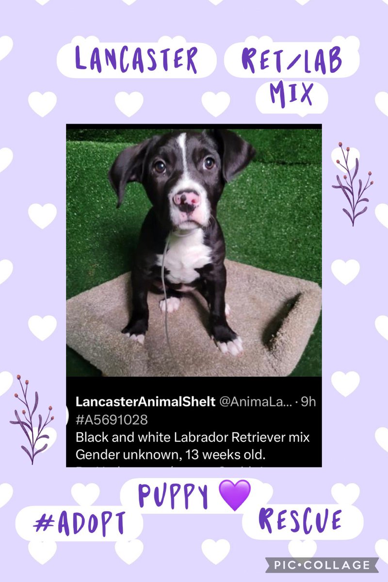 SarahjaneGille1's tweet photo. #PUPPY LOVE 💚🖤💜 Lancaster CA ‼️#cuteness #adorable #loveable #cc-labrescue #ccrr #dlrraz #desertlabradorretrieverrescue #labsandmore #labrescuefresno https://t.co/QVC84FrQSU