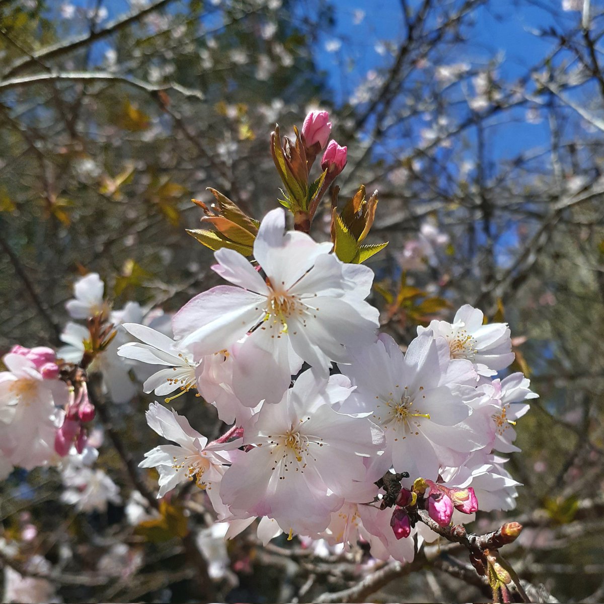 YellowOrange47's tweet photo. こんにちは😊

お花見2回目🌸
はじめましての品種らしき桜を発見！
花びら・蕾・葉ともに素敵な色合いでした🙌

#桜
#お花見 https://t.co/iWYi6mWmYn