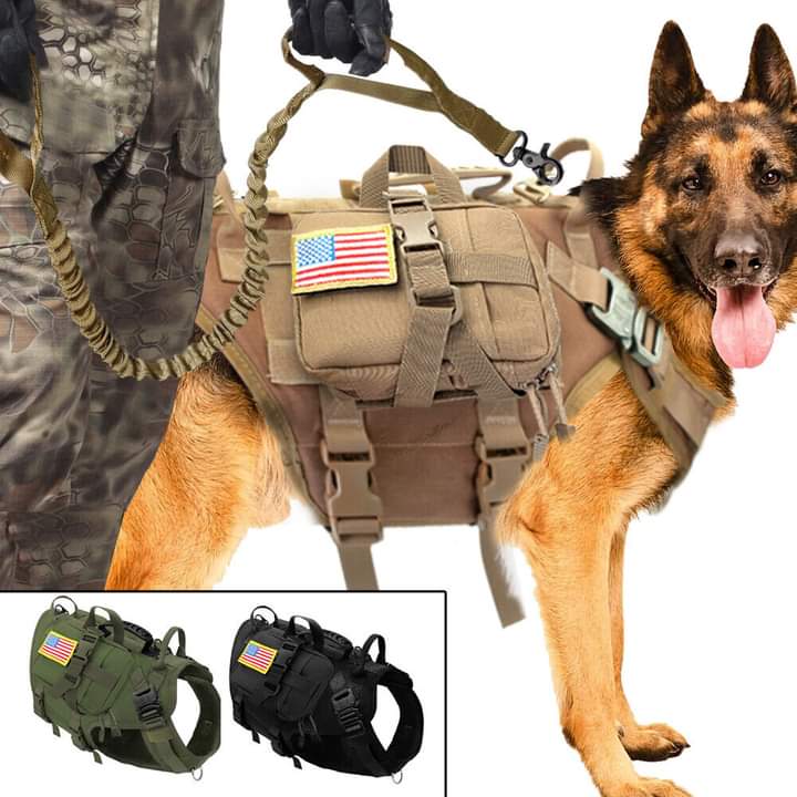 Today, their roles have expanded to include explosives datection , patrol work search and rescue  operation,and even specialized tasks such as detecting narcotics or tracking down adversaries
