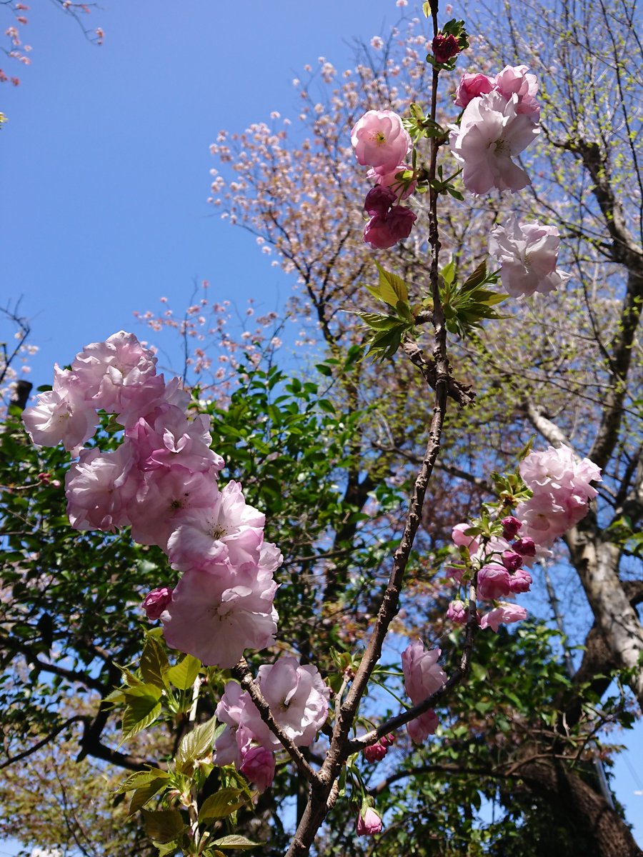 mysterysnack1's tweet photo. 2nd week of April #MakinoMemorialGarden
福禄寿 "Cerasus serrulata 'Contorta'"#DoubleFlowered
It is one of the varieties that was planted on 荒川堤, a famous scenic spot for cherry blossoms during Edo period.
Place and year of origin are unknown.
#beautifulplantsinTokyo #spring https://t.co/6tKG6sI5U0