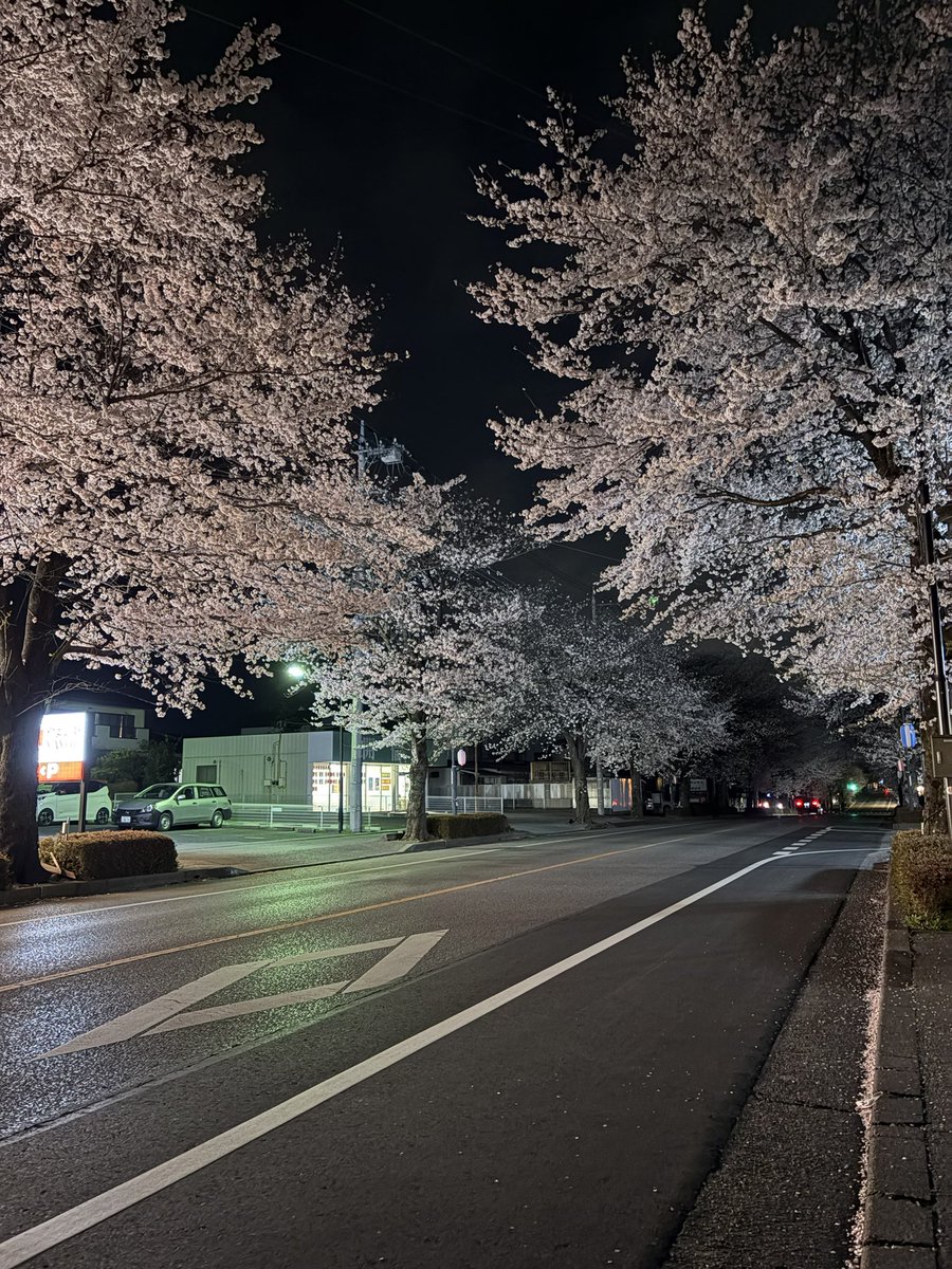 Lieky_Photo's tweet photo. 鹿沼市の夜桜🌸

#さつき大通り
#写真好きな人と繋がりたい
#写真撮ってる人と繋がりたい
#ファインダー越しの私の世界
#iPhone16 https://t.co/ExK2u3OnLz