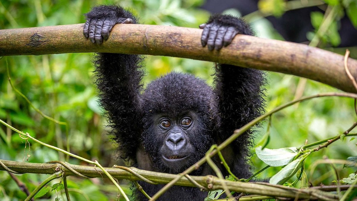 IcelandxTravel's tweet photo. Meet Your Uganda Guides: The Experts Leading You Into the Wild 

Meet the visionaries behind our exclusive Uganda tour! Sign up here https://t.co/PBD3XPKxZG  for a Free Roundtable event with G.B. Heidarsson (Owner, Icelandx) and Alex Roldan (Pro Africa Guide & Photographer). They will share their insights and experiences related to the unique design of this exclusive November Tour, with unparalleled access to  Gorillas and Chimpanzees in their natural habitat. Get ready for another IcelandX immersive adventure not available anywhere else. Only 10 seats available on the tour! #IcelandxAfrica #AdventureTours #PrimateEncounters #IcelandXTravel