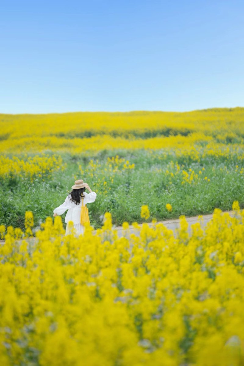 xiaonangua19's tweet photo. 故乡的油菜花，才是心中真正的海洋。 https://t.co/PDy0FMe7NA