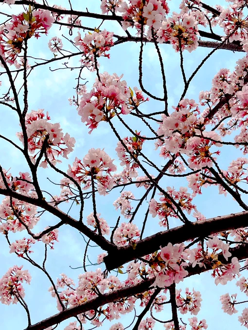 桜まだまだ綺麗でした