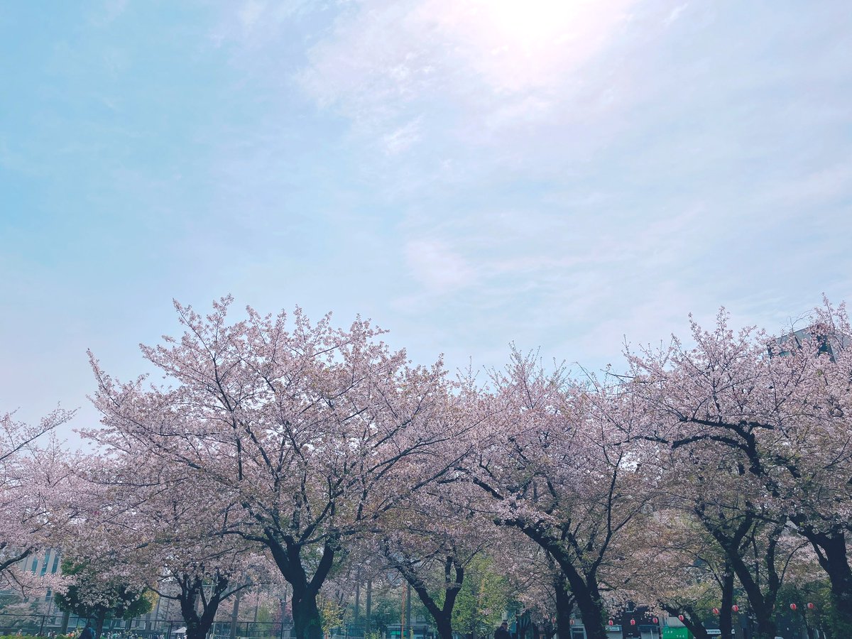 「桜まだまだ綺麗でした」|カワハラ恋のイラスト