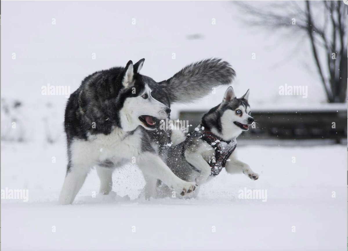 #AlamyPOTM #AlamyPets
<a href="/AlamyContent/">Alamy Content Team</a>
ID:3A0BTK1