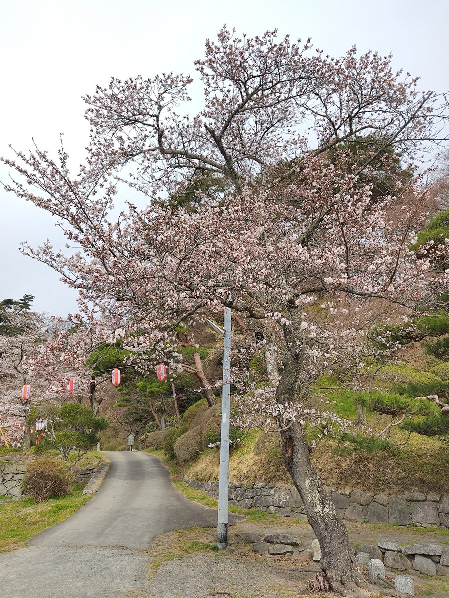撮影日:2025.4.10☁ 開花状況:7分咲き 満開はすぐそこ🌸 #桜 #さくら