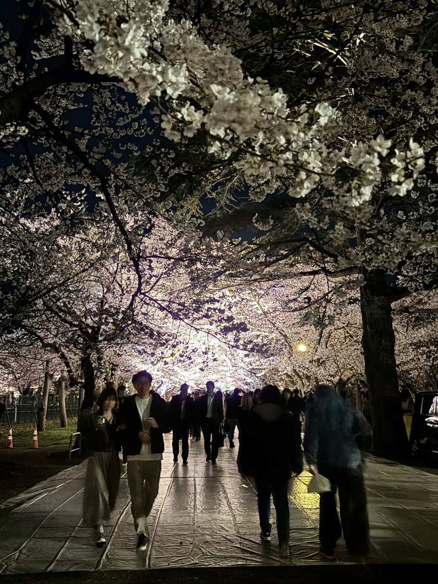 bunka_joetsu's tweet photo. 第100回 高田城址公園観桜会 ついに桜が満開になりました！夜桜のライトアップぜひ見に来てください♪
ピンク色の桜のトンネルさくらロードもおすすめです！
観桜会は13日（日）まで
高田の夜桜ケーキも物産館で販売中。2箱お買上げでアニメのポストカードプレゼント！残りわずか https://t.co/YOMUqMWsHJ