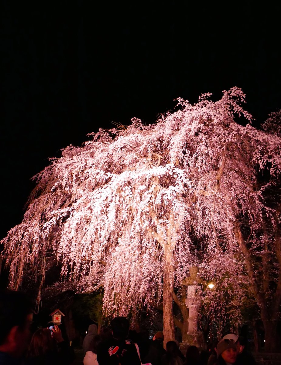 bunka_joetsu's tweet photo. 第100回 高田城址公園観桜会 ついに桜が満開になりました！夜桜のライトアップぜひ見に来てください♪
ピンク色の桜のトンネルさくらロードもおすすめです！
観桜会は13日（日）まで
高田の夜桜ケーキも物産館で販売中。2箱お買上げでアニメのポストカードプレゼント！残りわずか https://t.co/YOMUqMWsHJ