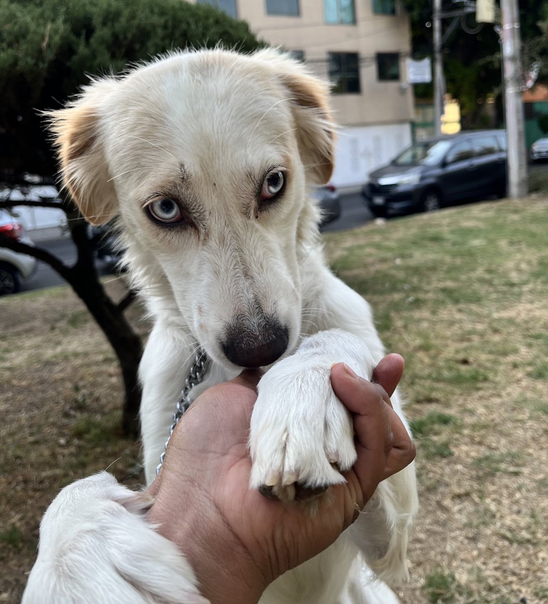 HELA_MORE's tweet photo. Hola! ¿Disculpa,me llevas contigo a casa? 🥺

Soy Molly,y busco una familia,pero tengo una hermanita que va conmigo a todas partes 🙏🏼
¿Nos adoptarías a las 2 para no separarnos ?🥹

Somos muy buenas y cariñosas,danos una oportunidad.
Estamos en CDMX. https://t.co/eqNti4k9En