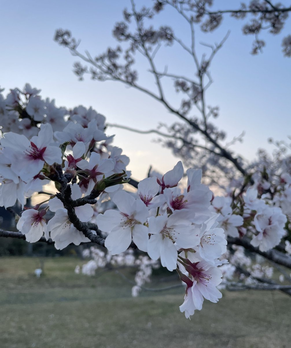 ululu315's tweet photo. 桜見ました  🌸 https://t.co/ALE1GcUD5T
