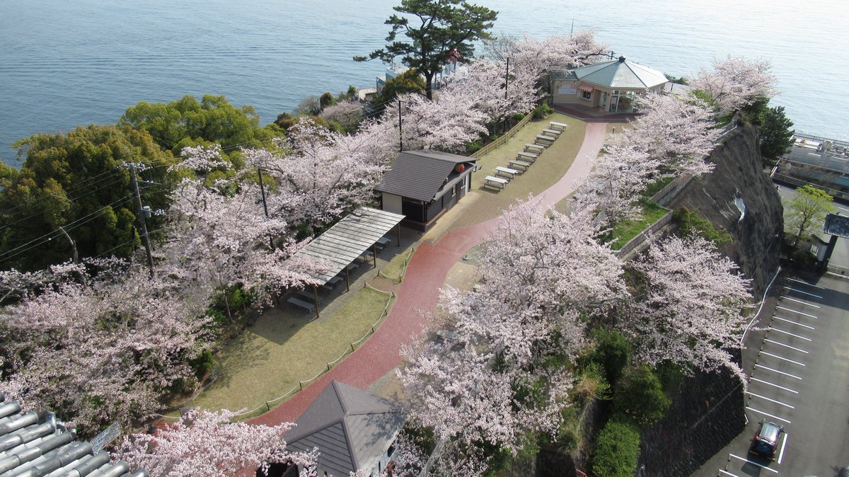 AtamiCastle's tweet image. 熱海城さくら開花状況です。本日お城の前の桜は落下盛ん。庭園手前も落下盛ん。庭園奥は散り始めです。まだ十分見れると思われます。#熱海城 #熱海 #開花 #桜 #さくら  #ソメイヨシノ  #Atami #SAKURA #Atamicastle