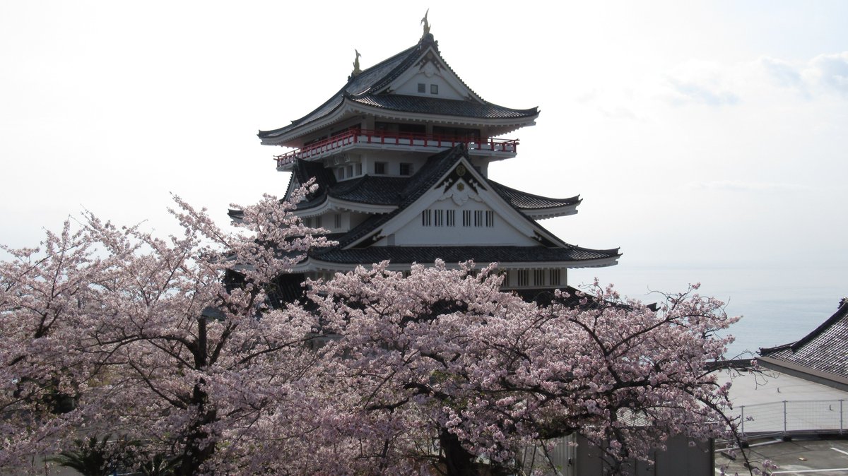 AtamiCastle's tweet image. 熱海城さくら開花状況です。本日お城の前の桜は落下盛ん。庭園手前も落下盛ん。庭園奥は散り始めです。まだ十分見れると思われます。#熱海城 #熱海 #開花 #桜 #さくら  #ソメイヨシノ  #Atami #SAKURA #Atamicastle