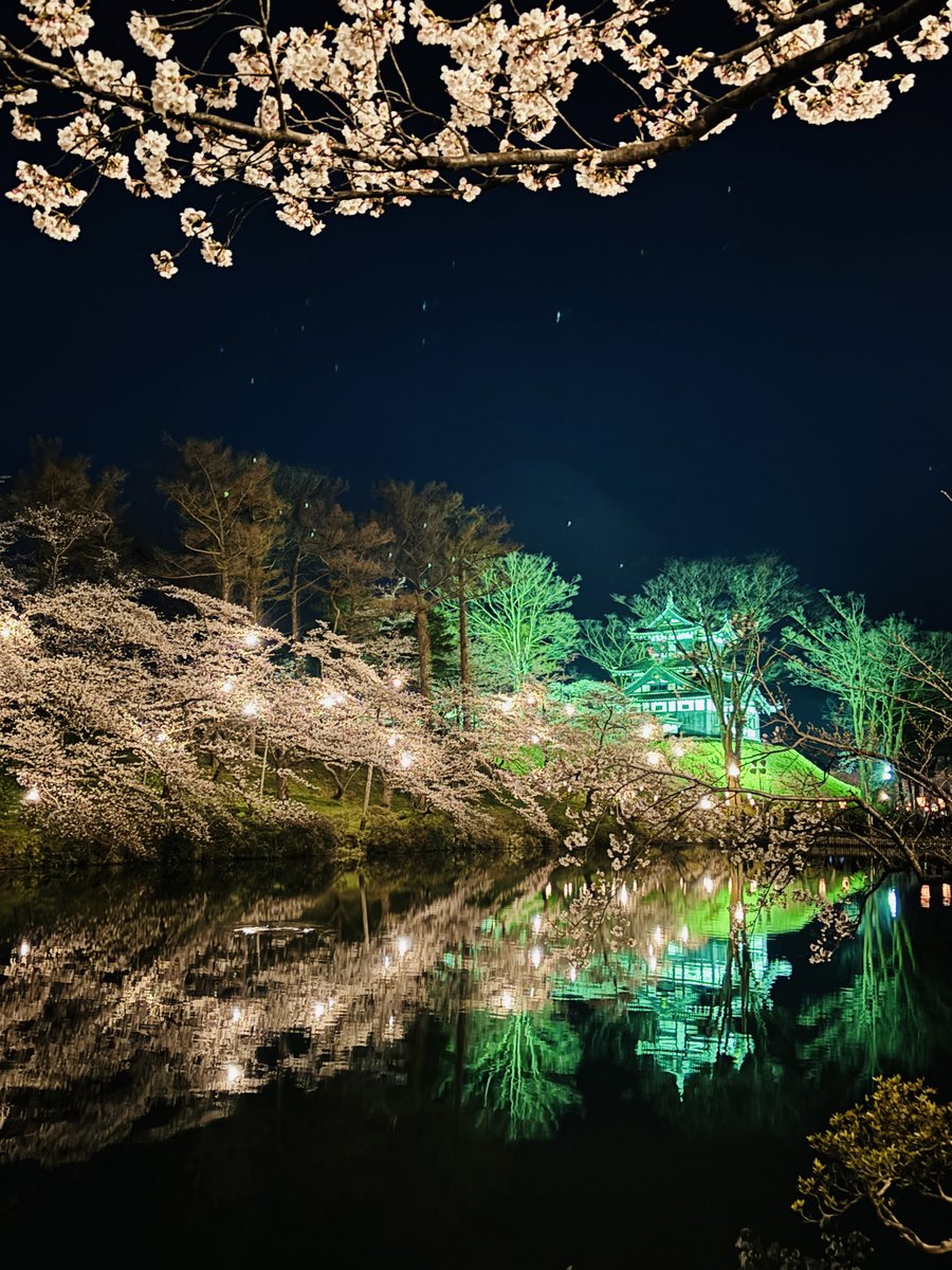 bunka_joetsu's tweet photo. 第100回 高田城址公園観桜会 ついに桜が満開になりました！夜桜のライトアップぜひ見に来てください♪
ピンク色の桜のトンネルさくらロードもおすすめです！
観桜会は13日（日）まで
高田の夜桜ケーキも物産館で販売中。2箱お買上げでアニメのポストカードプレゼント！残りわずか https://t.co/YOMUqMWsHJ