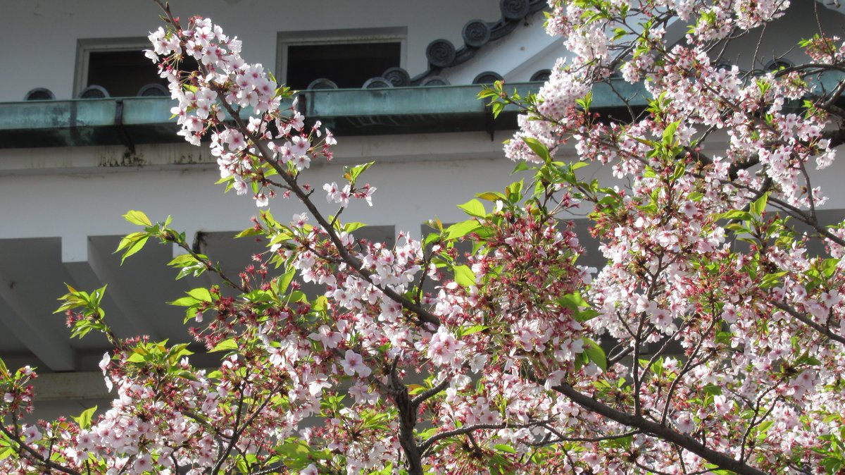 AtamiCastle's tweet image. 熱海城さくら開花状況です。本日お城の前の桜は落下盛ん。庭園手前も落下盛ん。庭園奥は散り始めです。まだ十分見れると思われます。#熱海城 #熱海 #開花 #桜 #さくら  #ソメイヨシノ  #Atami #SAKURA #Atamicastle