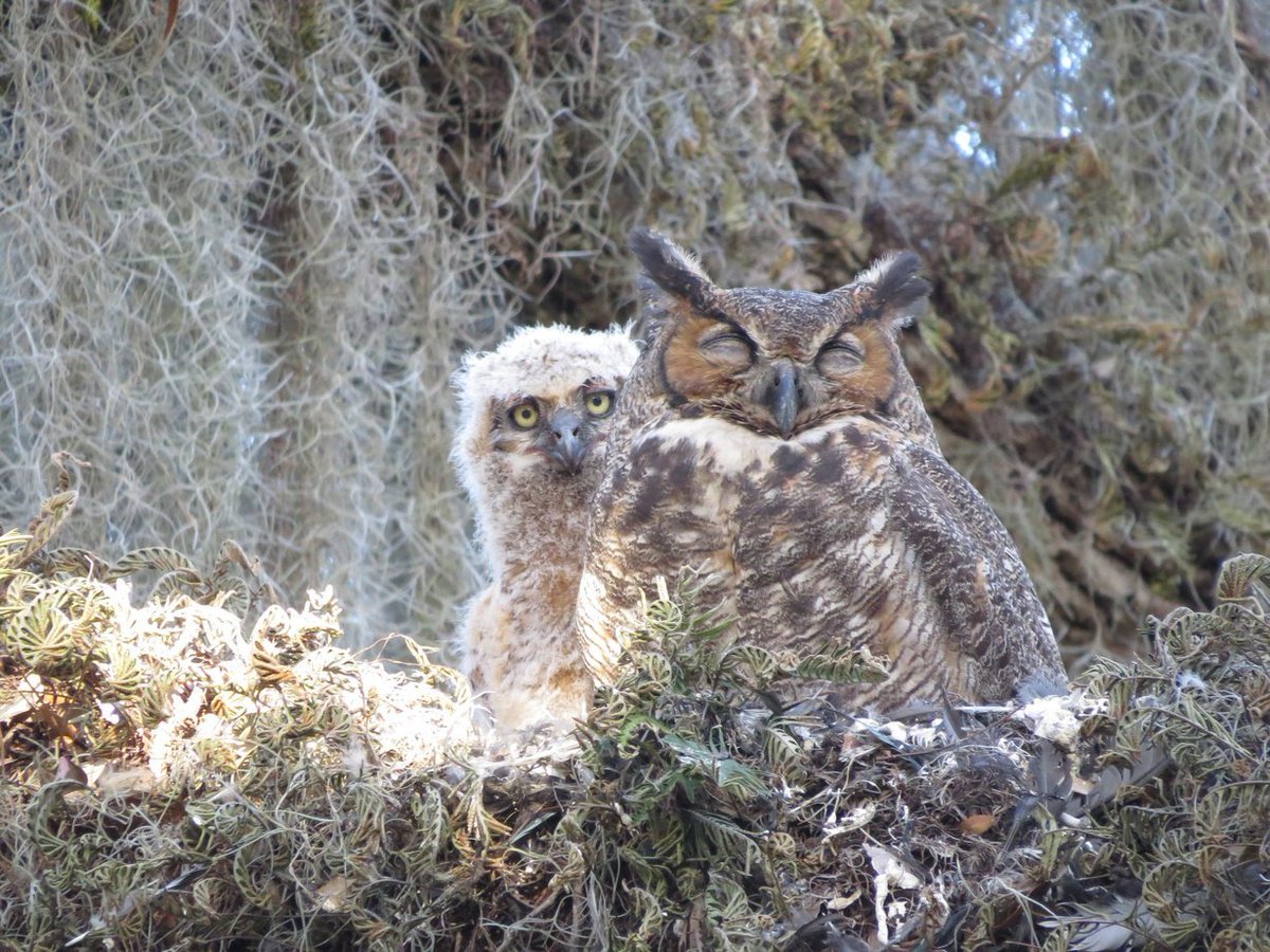 NatureNumbers's tweet photo. @indian_pitta Chick keeps watch while parent snoozes. Great Horned Owl, Florida, USA https://t.co/GBMzTnPRFh