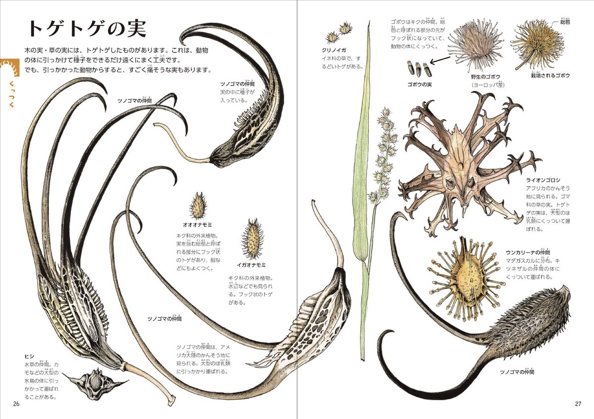 ４月10日「 #タネの日 」に、もうひとつご紹介します。

『旅をしたがる 草木の実の知恵』は、「ゲッチョ先生」こと盛口満先生（ <a href="/kamagettyo/">ゲッチョ</a> ）が、「タネ」を遠くに運ぼうとする草木のいろいろな工夫を紹介します。

中には、こんな形のタネも……！
#少年写真新聞社
schoolpress.co.jp/topics/item/c-…