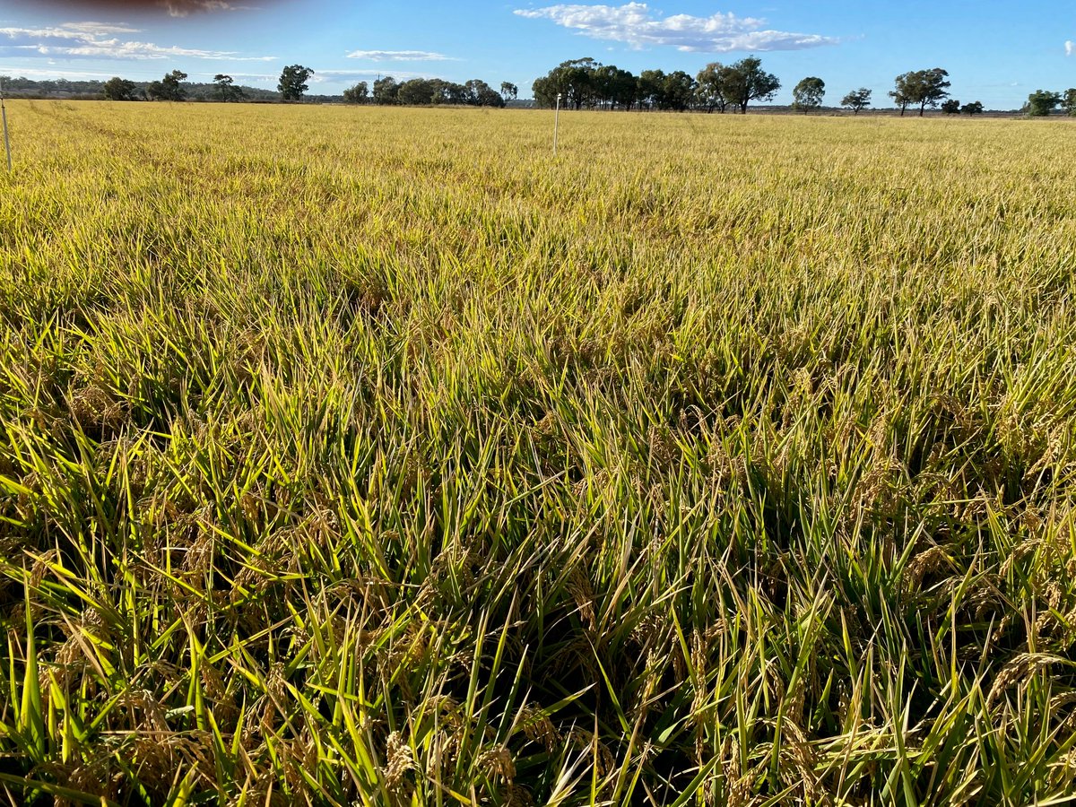 CeRRF_Griffith tweet media