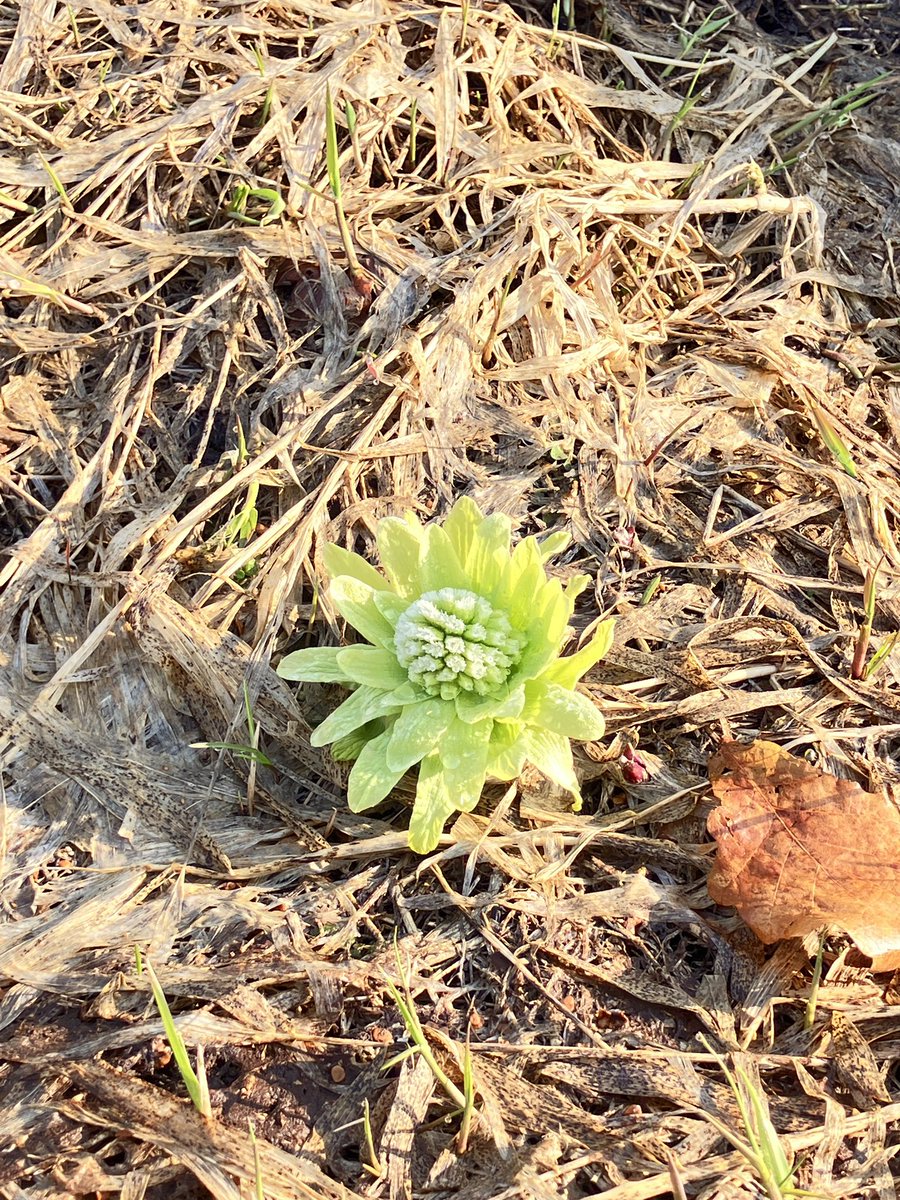 neau126's tweet photo. 蕗来てる！
朝日の中輝いてた🌱 https://t.co/NbCxBxOzYz