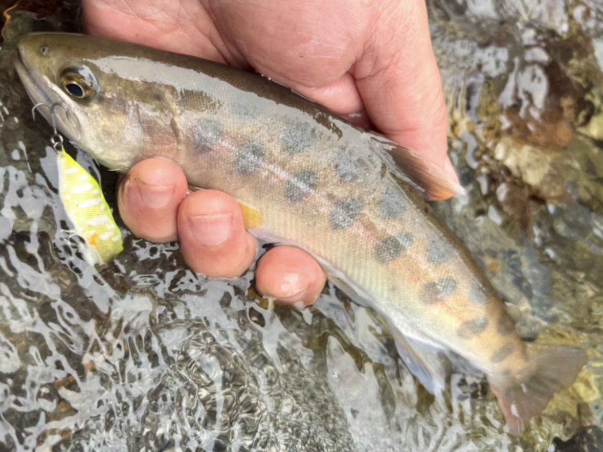 tencho_last1997's tweet photo. しばらく入渓してなかった支流に数年ぶりの釣行🎣
雪代増水で魚の活性も高く色んなタイプのヤマメと岩魚が釣れました🐟😊
#lurefishing
#exts44ul
#exts46ul
#exts464ul
#exts503ul
#exts48xl
#exts52xl
#山女魚
#岩魚
#山女魚ネット
#awayco
#awayco40s https://t.co/Pu0O66uRmu