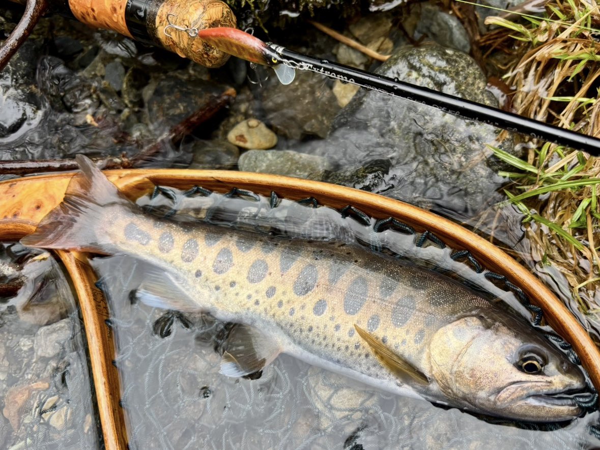 tencho_last1997's tweet photo. しばらく入渓してなかった支流に数年ぶりの釣行🎣
雪代増水で魚の活性も高く色んなタイプのヤマメと岩魚が釣れました🐟😊
#lurefishing
#exts44ul
#exts46ul
#exts464ul
#exts503ul
#exts48xl
#exts52xl
#山女魚
#岩魚
#山女魚ネット
#awayco
#awayco40s https://t.co/Pu0O66uRmu