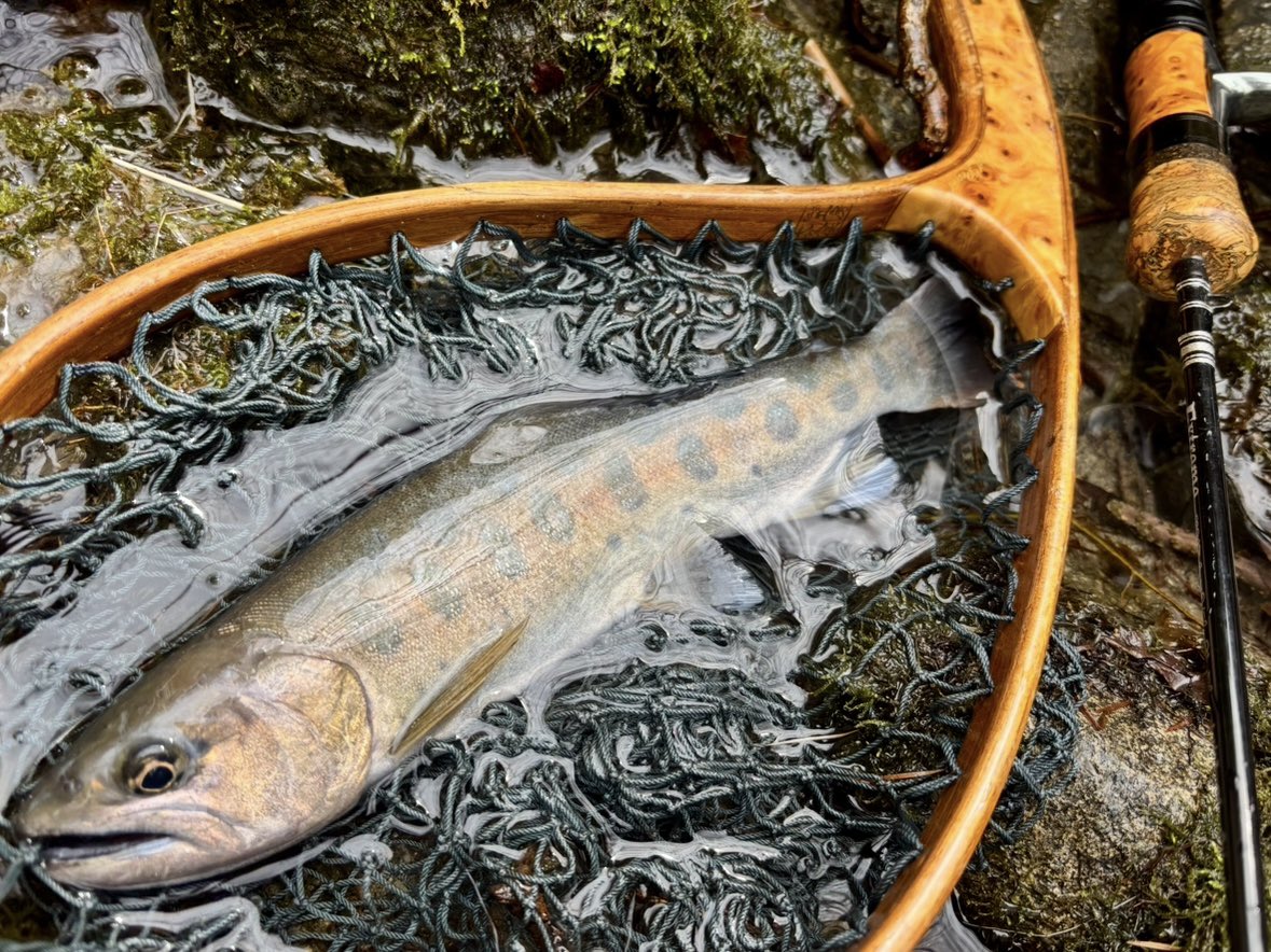 tencho_last1997's tweet photo. しばらく入渓してなかった支流に数年ぶりの釣行🎣
雪代増水で魚の活性も高く色んなタイプのヤマメと岩魚が釣れました🐟😊
#lurefishing
#exts44ul
#exts46ul
#exts464ul
#exts503ul
#exts48xl
#exts52xl
#山女魚
#岩魚
#山女魚ネット
#awayco
#awayco40s https://t.co/Pu0O66uRmu