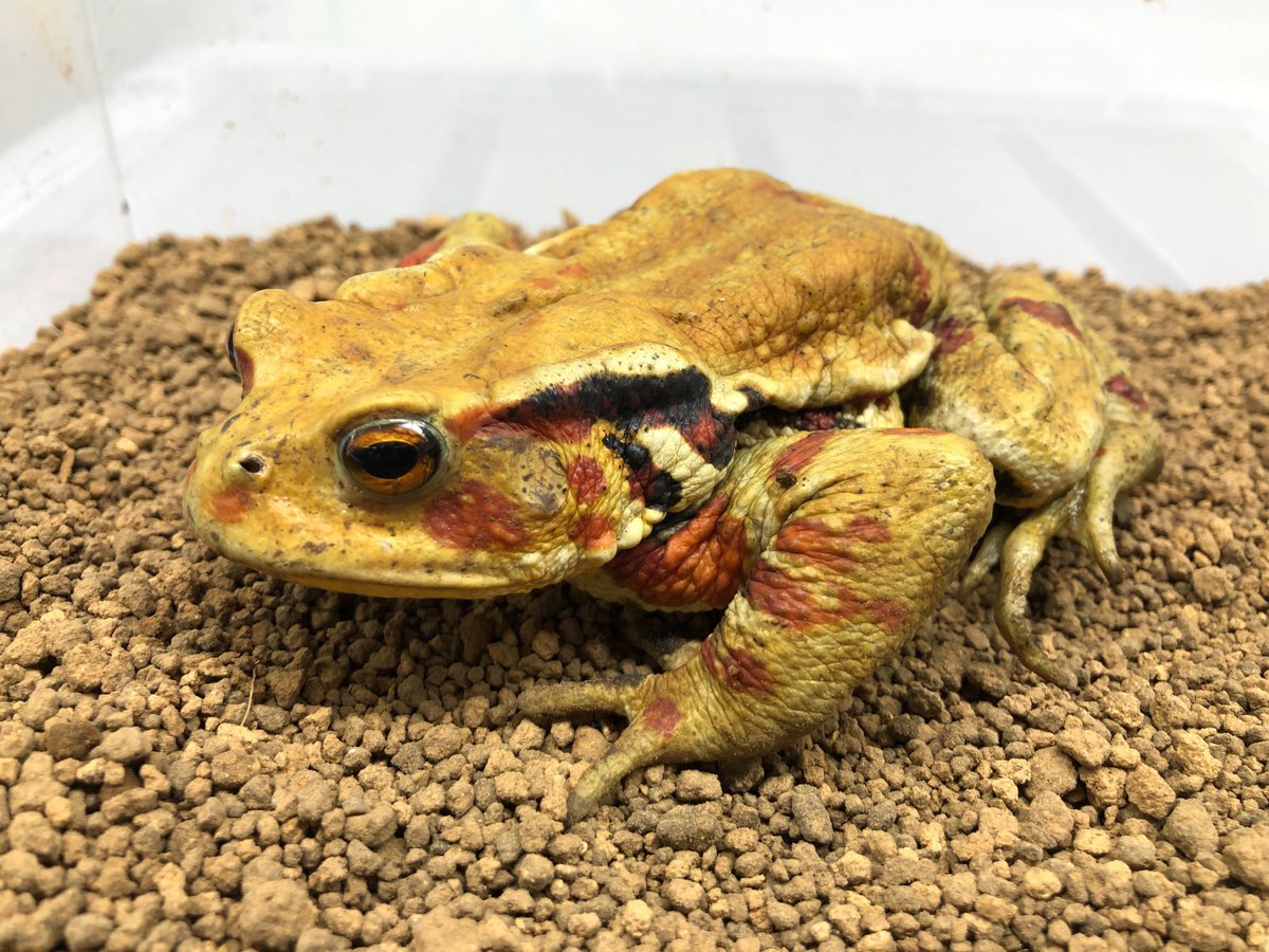 charm_reptiles's tweet photo. #アズマヒキガエル レッド個体 リリースしました!
体中に赤色のスポットが入っていてかっこいいです😍
https://t.co/q4QQ1JMTye
#チャーム両生類 #ヒキガエル
#Bufo #japonicus #formosus https://t.co/eeDdQZtJHq