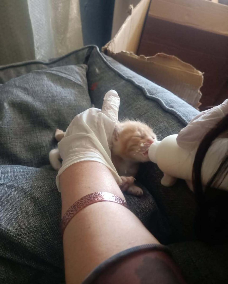 İLK FOTOĞRAFTA GÖRÜNTÜSÜ OLAN ANNE KEDİ ARTIK YOK!!!!! Aydın Çine yol mağazalarında bulunan Enza home ve Divanev mağazaları bu gariban kediden rahatsız olmuşlar ve kediyi bilinmeze atmışlar. <a href="/Enza_Home/">Enza Home</a> Müdürü attığını kabul ediyor yerini söylemiyor! Whatsap yazismalari mevcuttur