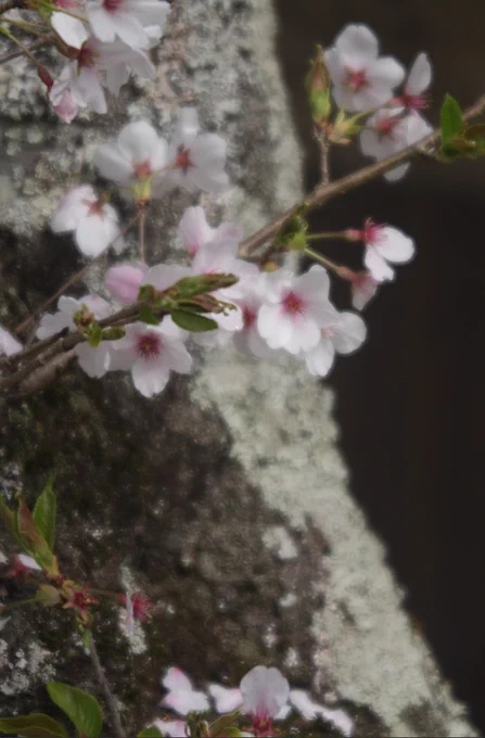 zeiss Tessar f4.5 