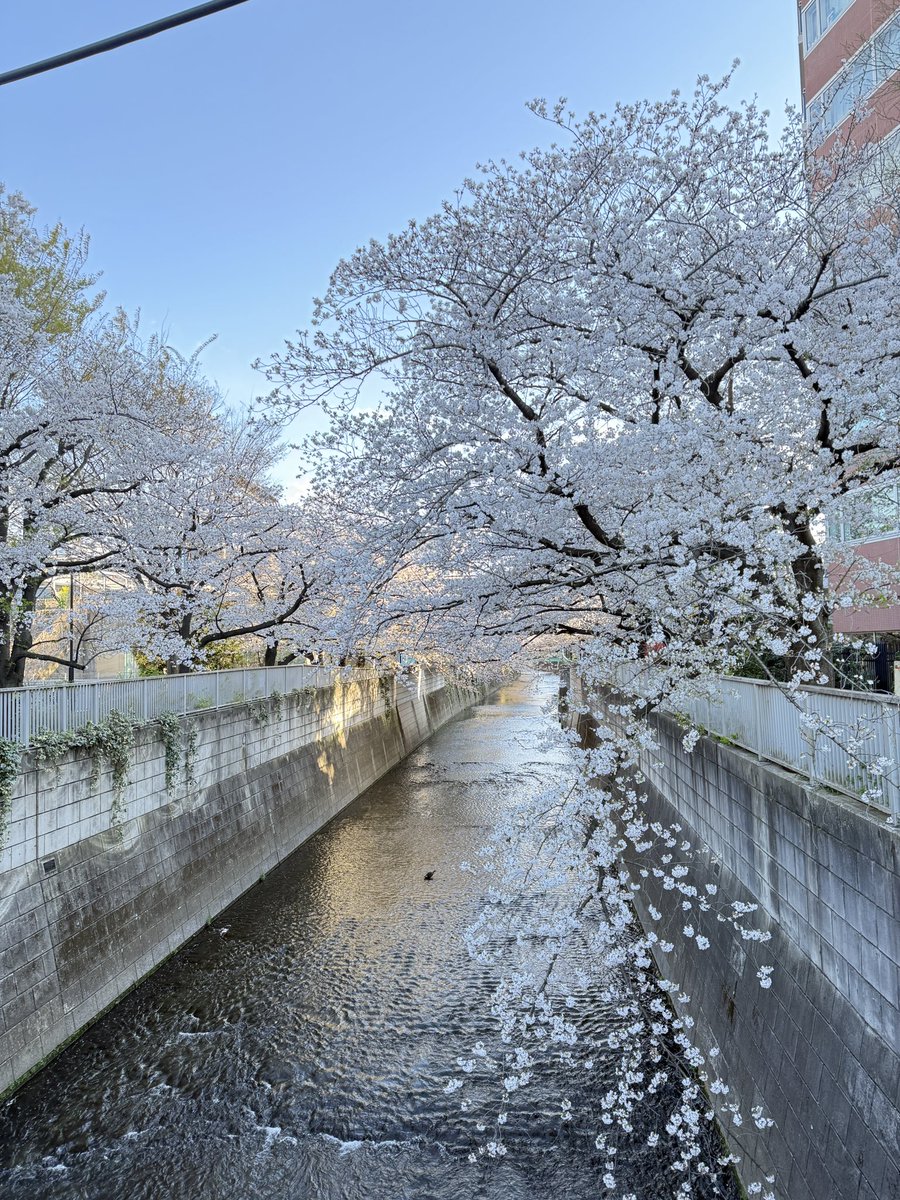 покажу-ка я вам воскресную сакуру