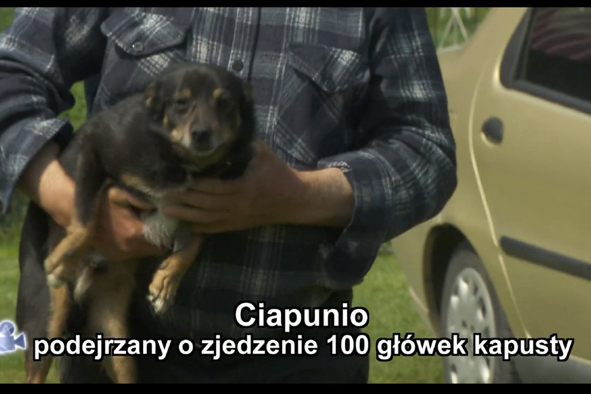 Koczi (@kostyszek) on Twitter photo 